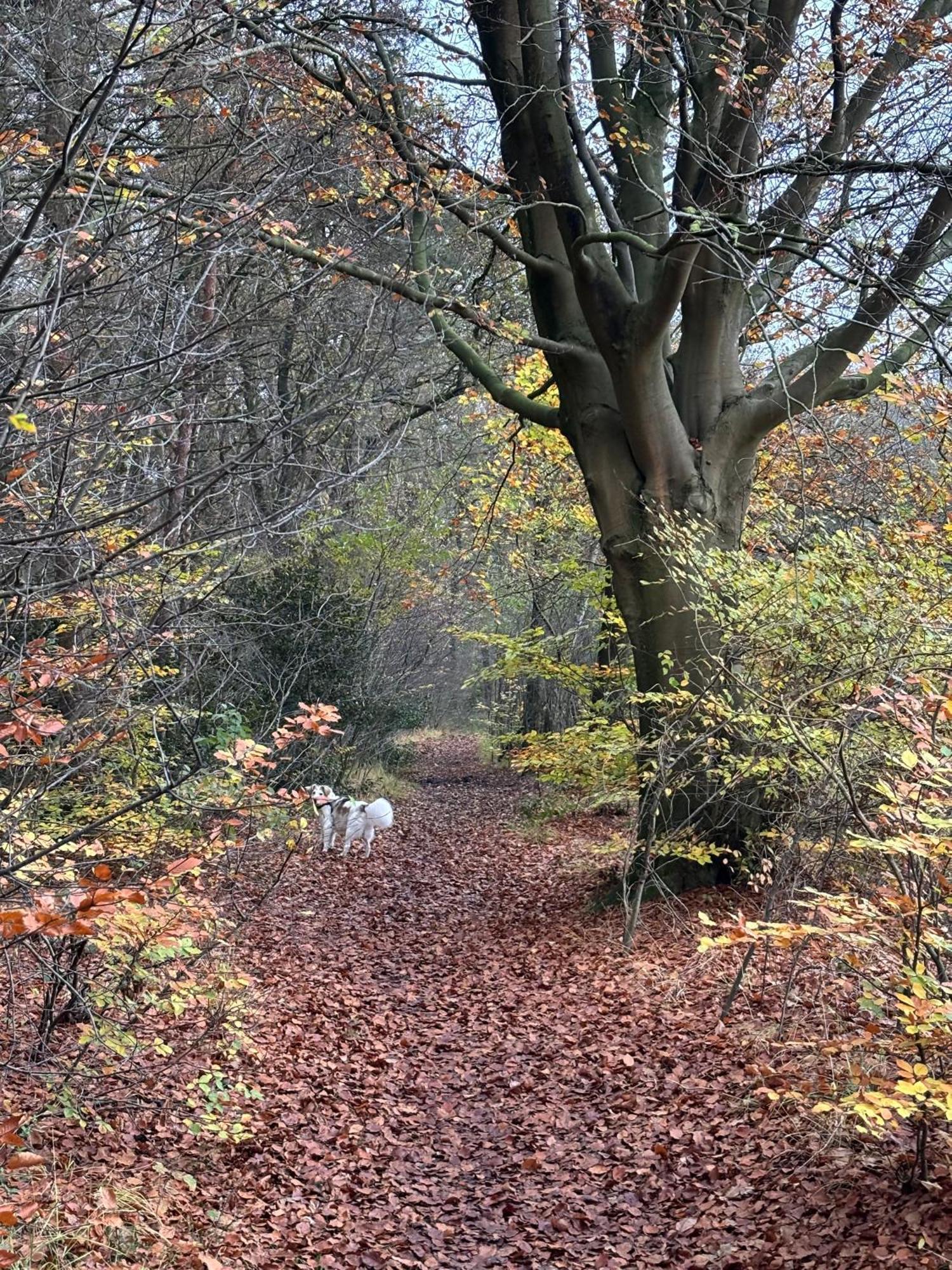 'T Holten Huus - Puur Genieten In Het Bos. Norg Exteriér fotografie
